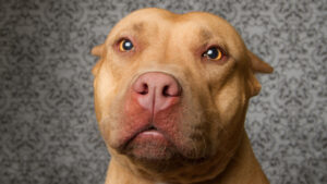 close up photo of a brown pit bull