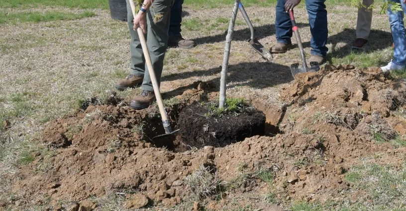 image of tree being planted