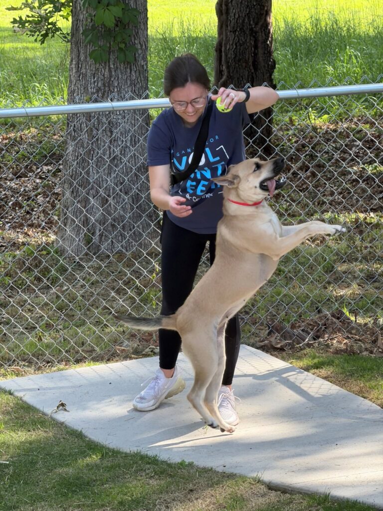 A volunteer plays with a tan dog outdoors, holding a tennis ball as the dog jumps excitedly.