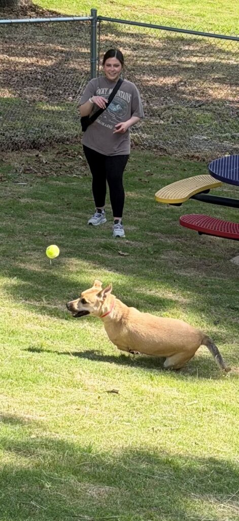 Volunteer plays fetch with a tan dog chasing a tennis ball in a grassy yard.