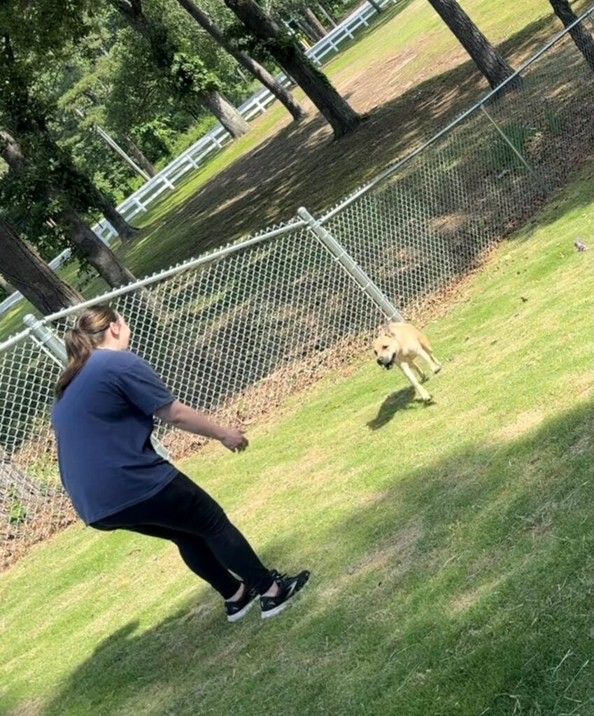 Volunteer plays with a tan dog running toward her in a grassy fenced area.