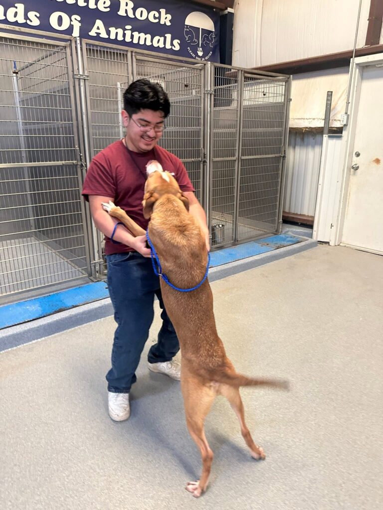 Volunteer interacts with a brown dog standing on hind legs inside a kennel area.