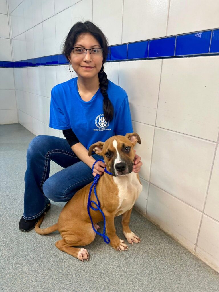 Volunteer kneels beside a brown and white dog inside a shelter.