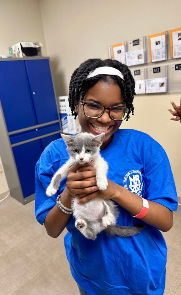 Volunteer holds a gray and white kitten indoors.
