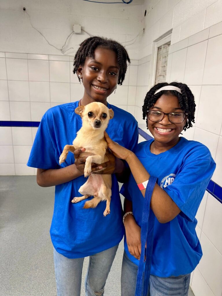 Two volunteers hold a small tan Chihuahua inside a shelter.