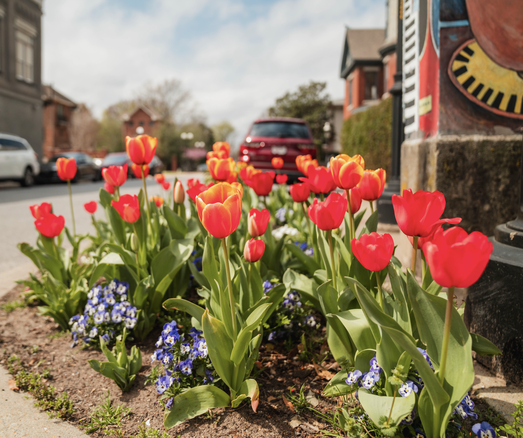 tulips